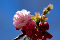 Sakura Matsuri - Cherry Blossom Festival New York 2015